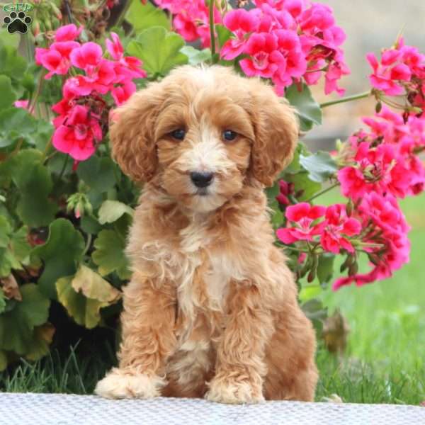 Mitzy, Goldendoodle Puppy