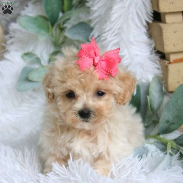 Miyah, Maltipoo Puppy