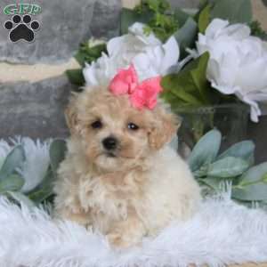Miyah, Maltipoo Puppy