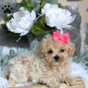 Miyah, Maltipoo Puppy
