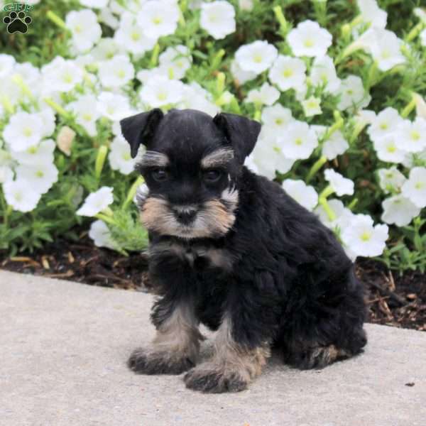 Moana, Miniature Schnauzer Puppy