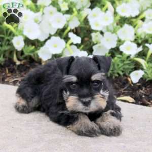 Moana, Miniature Schnauzer Puppy