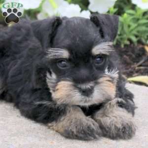Moana, Miniature Schnauzer Puppy