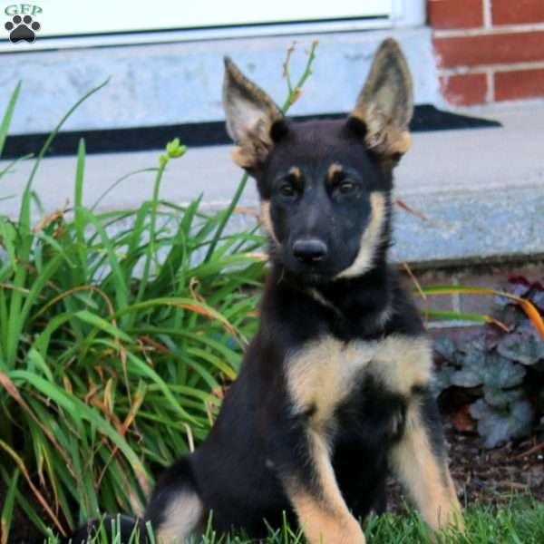 Mochi, German Shepherd Puppy