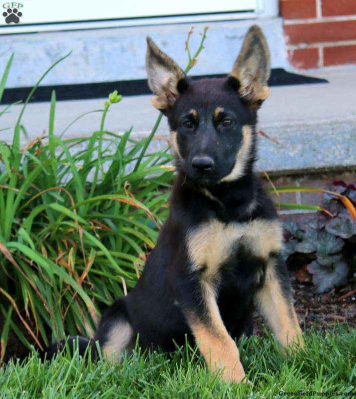 Mochi, German Shepherd