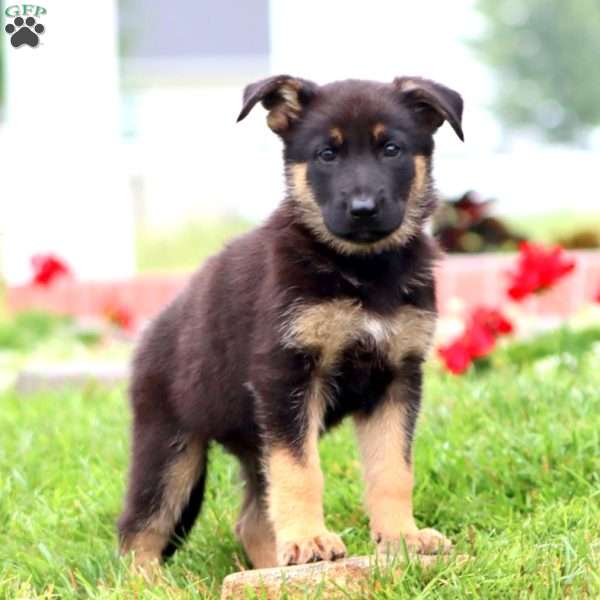 Mochi, German Shepherd Puppy