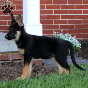 Mochi, German Shepherd Puppy