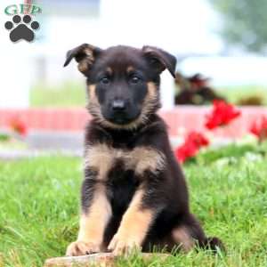 Mochi, German Shepherd Puppy
