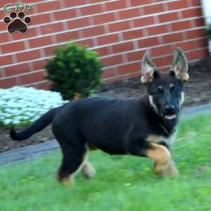Mochi, German Shepherd Puppy