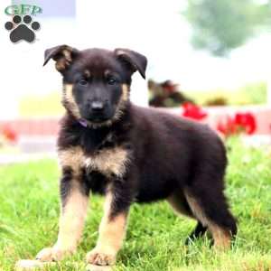 Mochi, German Shepherd Puppy