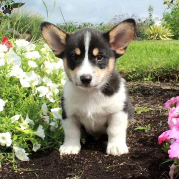Mojo, Pembroke Welsh Corgi Puppy