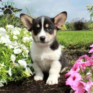 Mojo, Pembroke Welsh Corgi Puppy