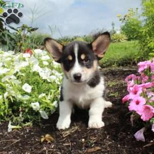 Mojo, Pembroke Welsh Corgi Puppy
