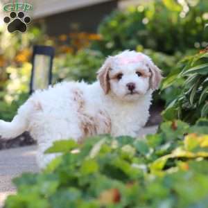 Molly, Mini Bernedoodle Puppy