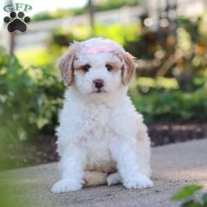Molly, Mini Bernedoodle Puppy