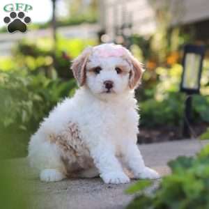 Molly, Mini Bernedoodle Puppy