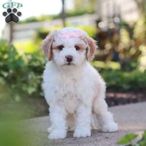Molly, Mini Bernedoodle Puppy