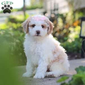 Molly, Mini Bernedoodle Puppy
