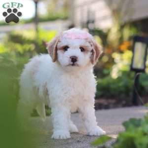 Molly, Mini Bernedoodle Puppy