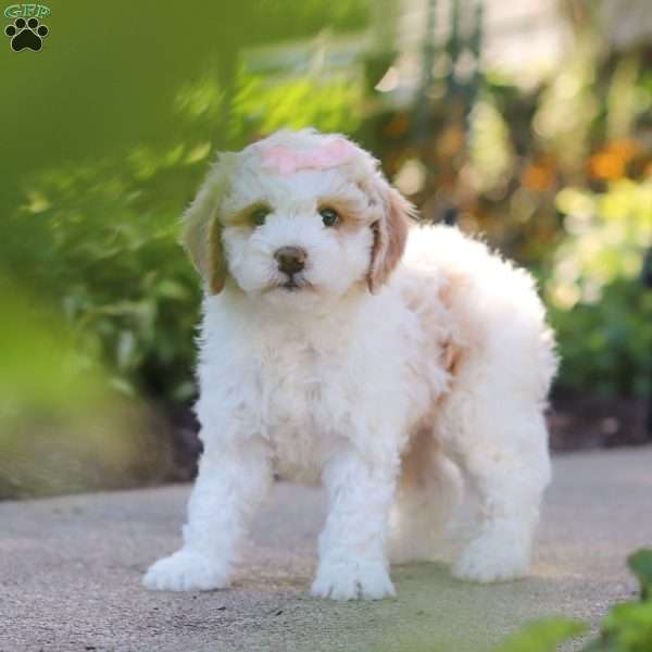 Molly, Mini Bernedoodle Puppy