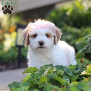 Molly, Mini Bernedoodle Puppy