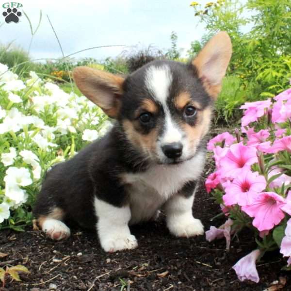 Molly, Pembroke Welsh Corgi Puppy