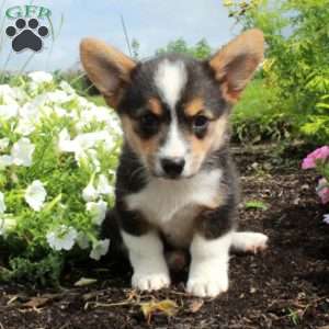 Molly, Pembroke Welsh Corgi Puppy