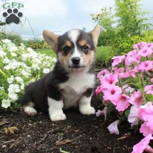 Molly, Pembroke Welsh Corgi Puppy
