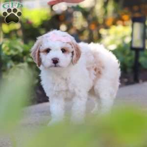Molly, Mini Bernedoodle Puppy