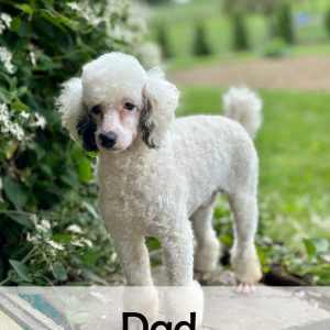 dad