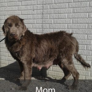 mom