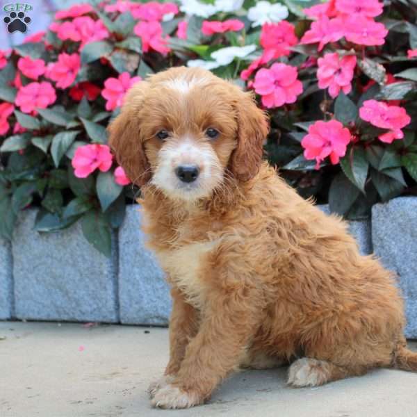Monica, Mini Goldendoodle Puppy