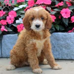Monica, Mini Goldendoodle Puppy