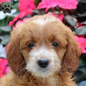 Monica, Mini Goldendoodle Puppy