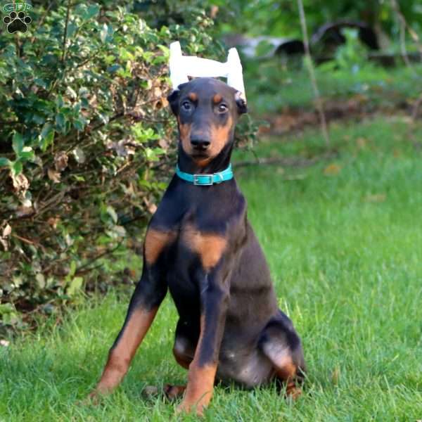 Montana, Doberman Pinscher Puppy
