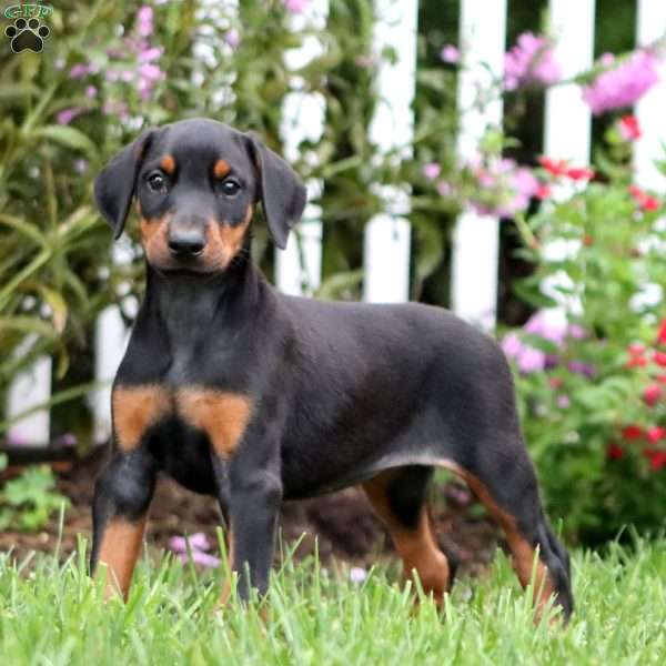 Montana, Doberman Pinscher Puppy