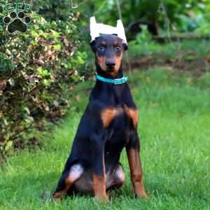 Montana, Doberman Pinscher Puppy