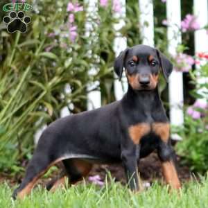 Montana, Doberman Pinscher Puppy