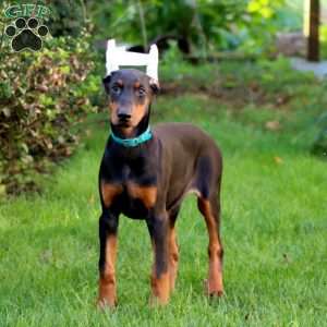 Montana, Doberman Pinscher Puppy