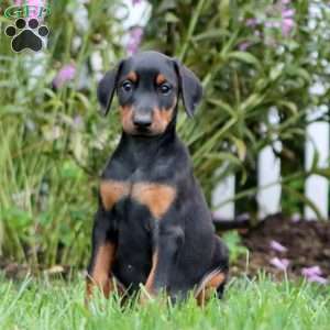 Montana, Doberman Pinscher Puppy