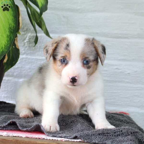 Moonlight, Welsh Corgi Mix Puppy