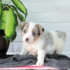 Moonlight, Welsh Corgi Mix Puppy