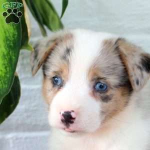 Moonlight, Welsh Corgi Mix Puppy