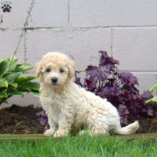 Moose, Bich-Poo Puppy