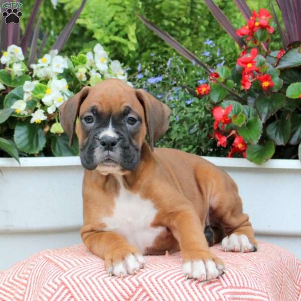 Morgan, Boxer Puppy