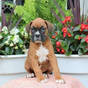 Morgan, Boxer Puppy