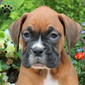 Morgan, Boxer Puppy