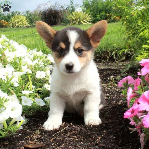 Moxie, Pembroke Welsh Corgi Puppy