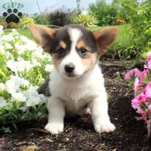 Moxie, Pembroke Welsh Corgi Puppy
