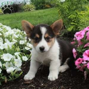 Moxie, Pembroke Welsh Corgi Puppy
